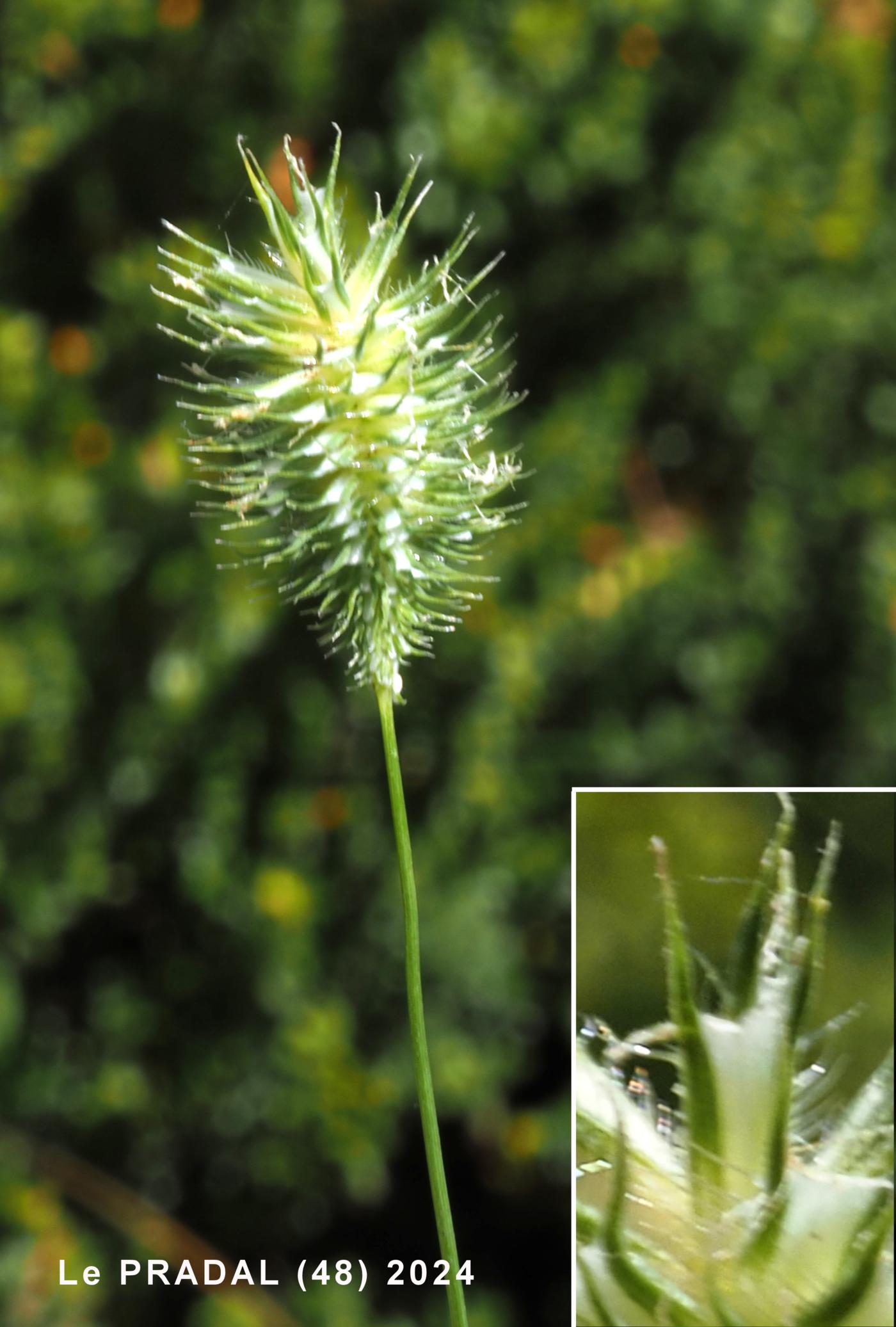 Cat's-tail, Smaller Meadow flower